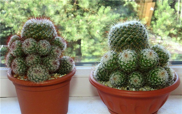 Mammillaria bombycina